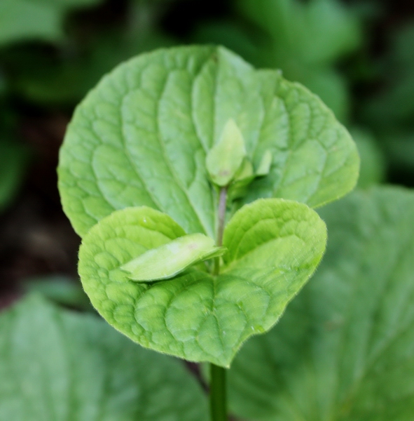 Viola mirabilis / Viola mirabile