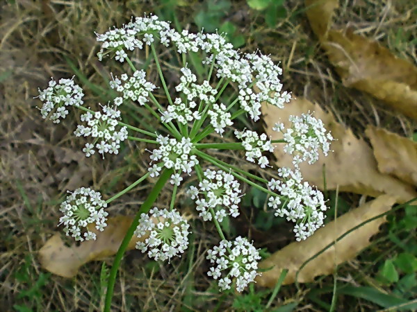 Pianta da determinare - Apiacea
