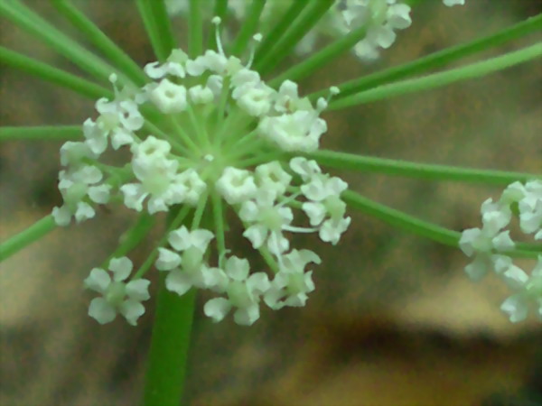 Pianta da determinare - Apiacea