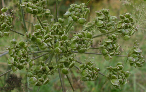 Pianta da determinare - Apiacea