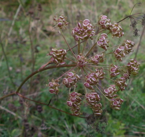 Pianta da determinare - Apiacea