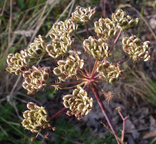 Pianta da determinare - Apiacea