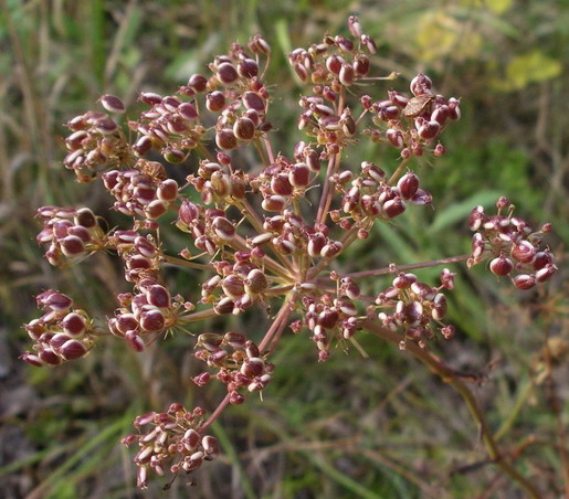 Pianta da determinare - Apiacea