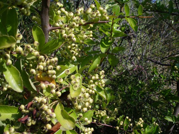 Pyracantha coccinea / Agazzino