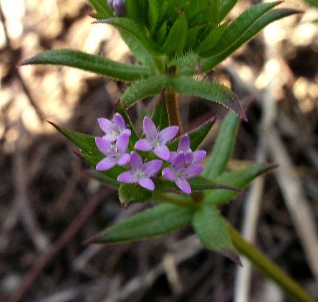 Sherardia arvensis