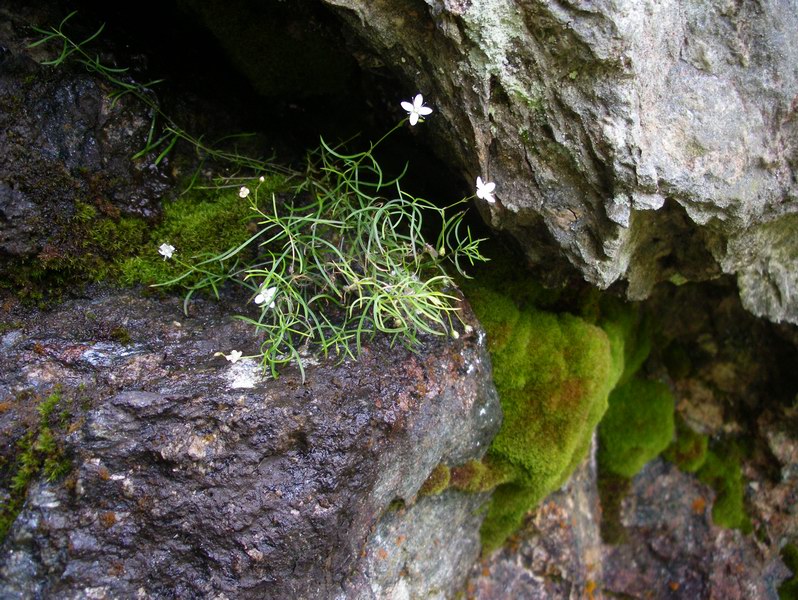 Moehringia muscosa / Erba paglina