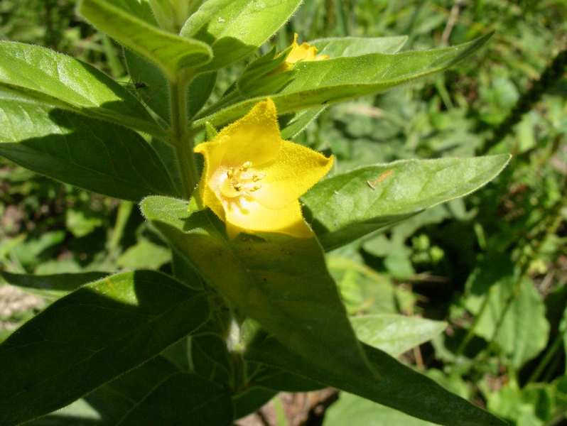 Lysimachia punctata