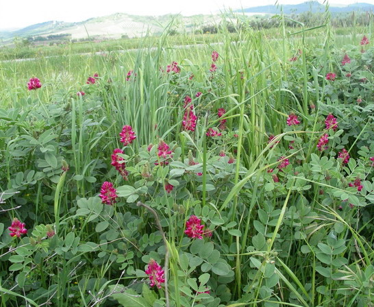 Sulla coronaria