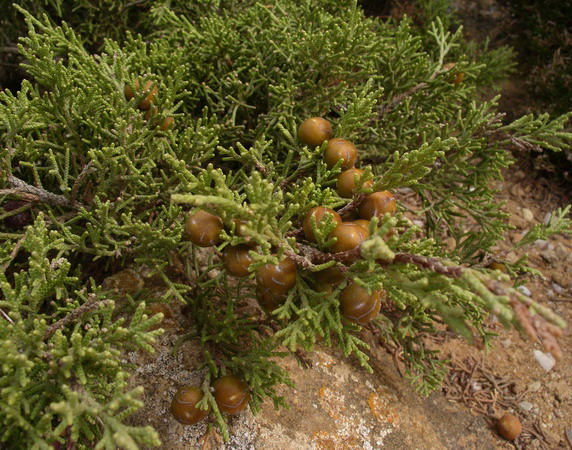 Juniperus phoenicea - Ginepro fenicio