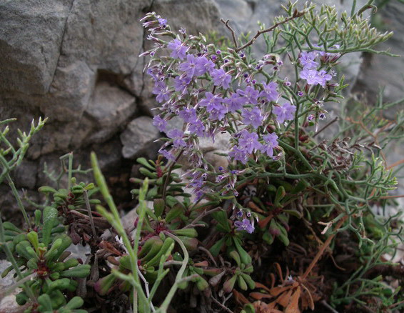 Limonium cordatum