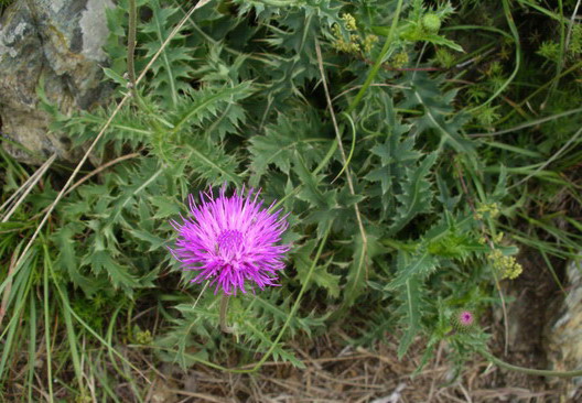 Carduus del gruppo defloratus