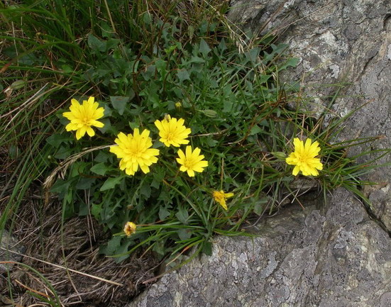 Robertia taraxacoides / Costolina appenninica