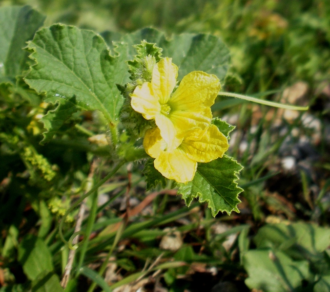 Determinazione fiore giallo