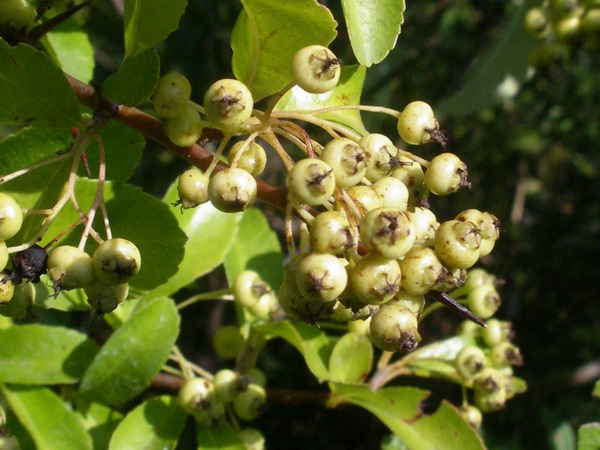 Pyracantha coccinea / Agazzino