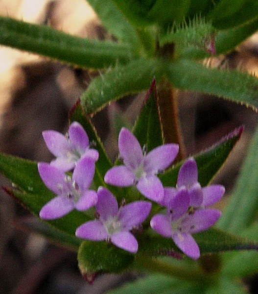 Sherardia arvensis