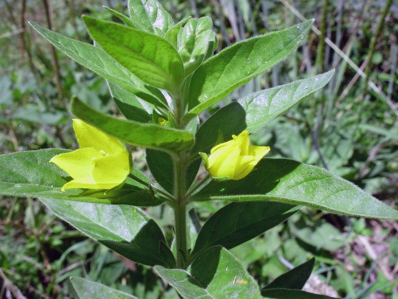 Lysimachia punctata