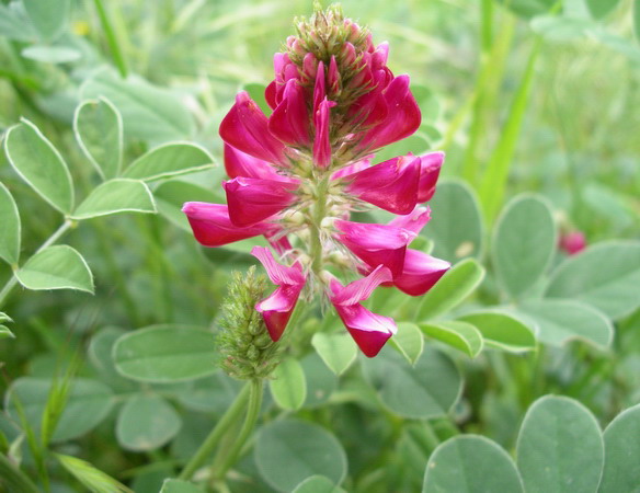 Sulla coronaria