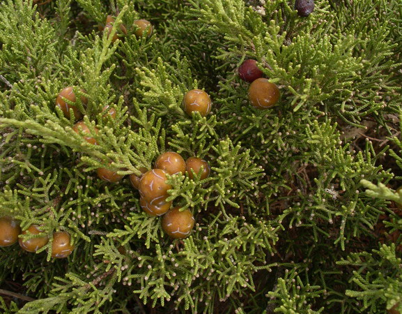 Juniperus phoenicea - Ginepro fenicio