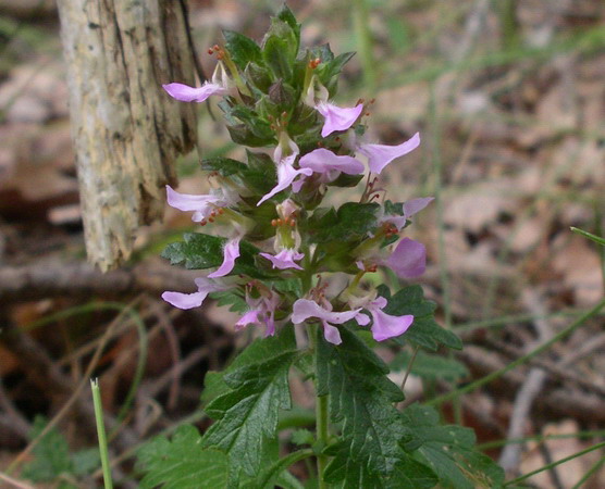tenui piantine -Teucrium sp.e Stachys sp.