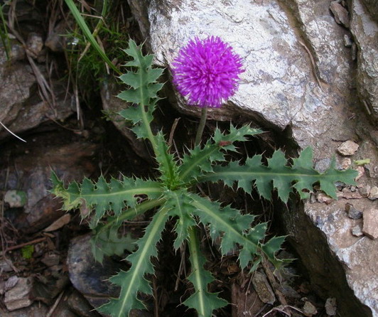Carduus del gruppo defloratus