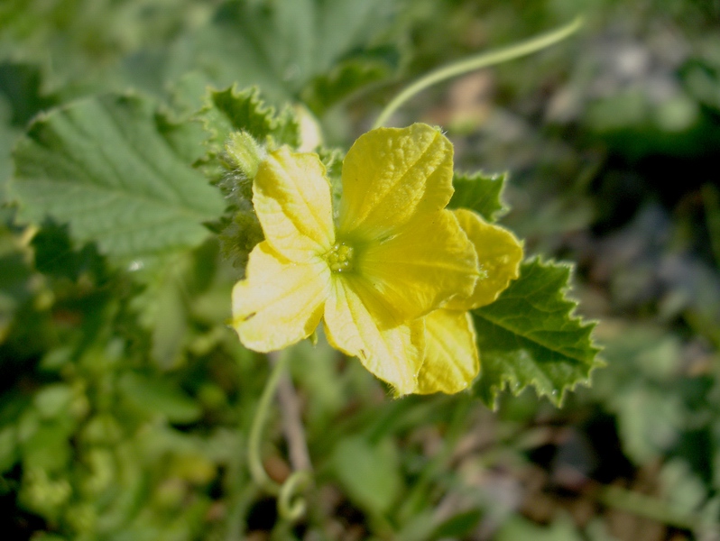 Determinazione fiore giallo