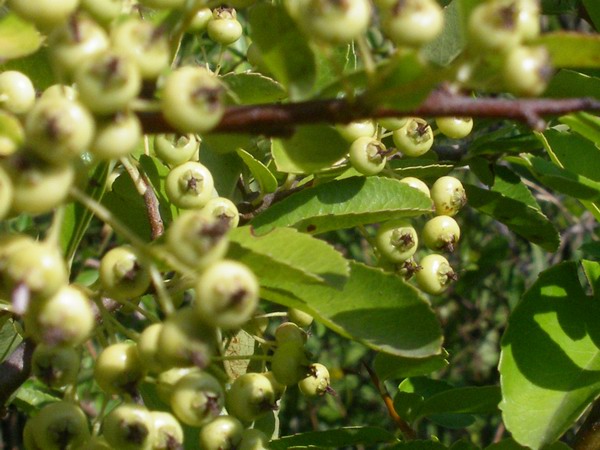 Pyracantha coccinea / Agazzino