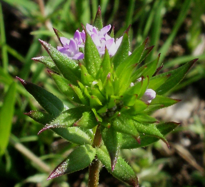 Sherardia arvensis