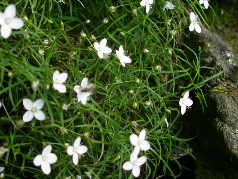Moehringia muscosa / Erba paglina