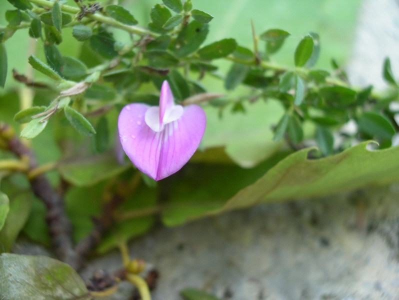 fiorellino violaceo - Ononis spinosa