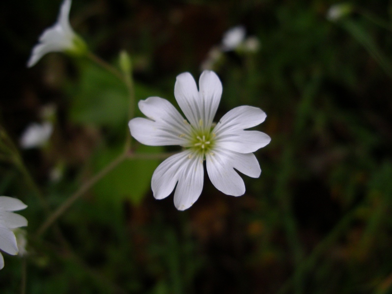 Determinazione fiori bianchi - Cerastium sp.
