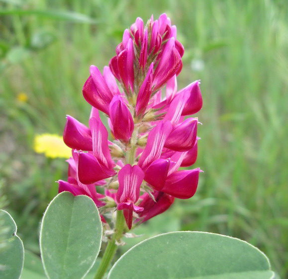 Sulla coronaria