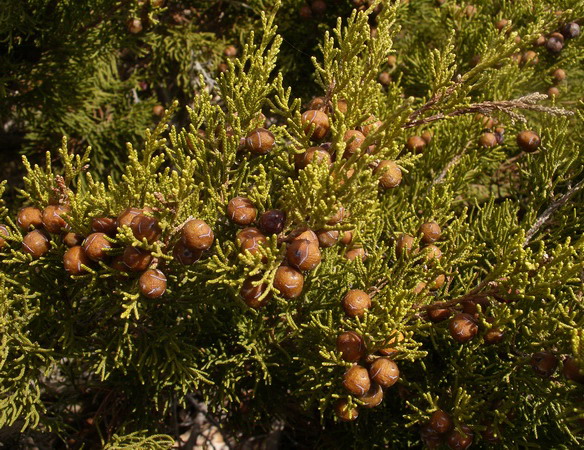 Juniperus phoenicea - Ginepro fenicio