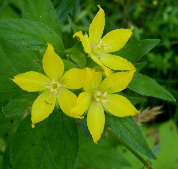 Lysimachia punctata / Mazza-d''oro punteggiata