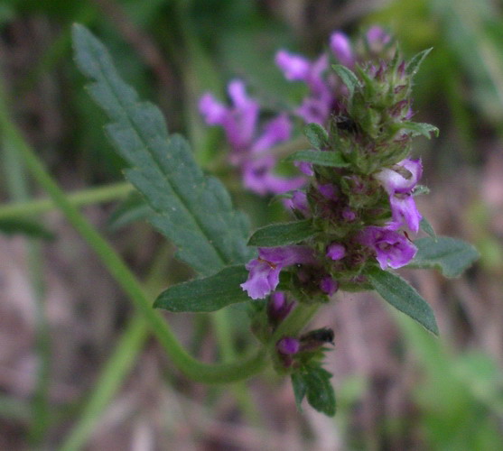 tenui piantine -Teucrium sp.e Stachys sp.
