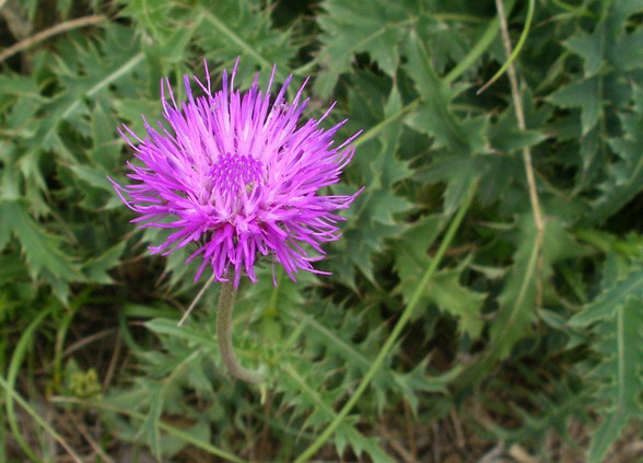 Carduus del gruppo defloratus