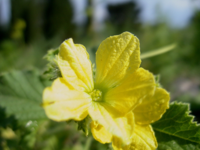 Determinazione fiore giallo