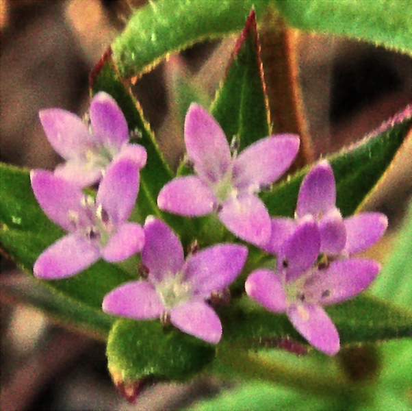 Sherardia arvensis