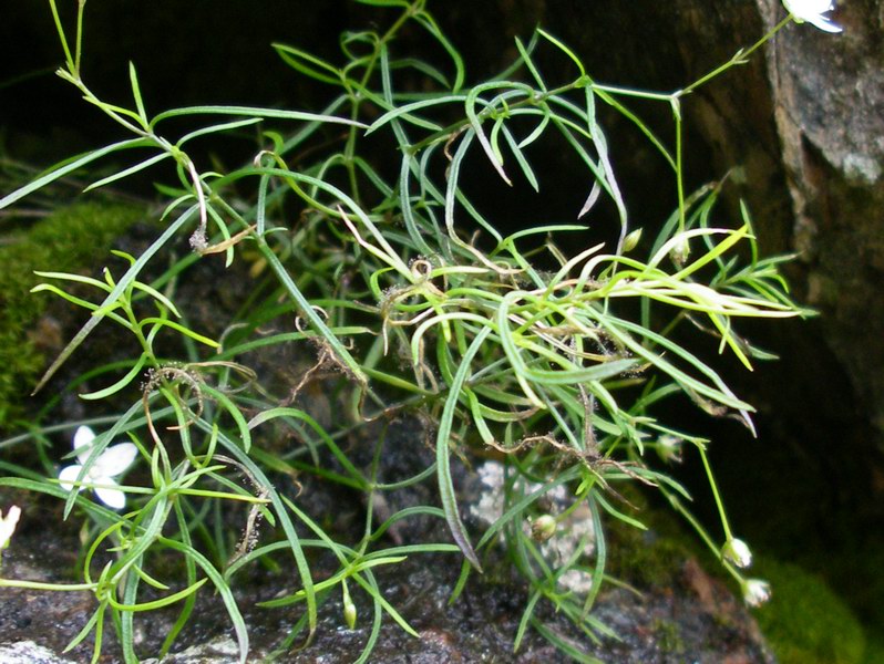 Moehringia muscosa / Erba paglina