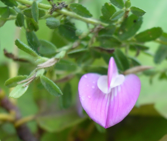 fiorellino violaceo - Ononis spinosa