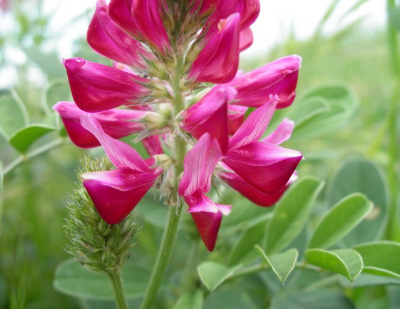 Sulla coronaria