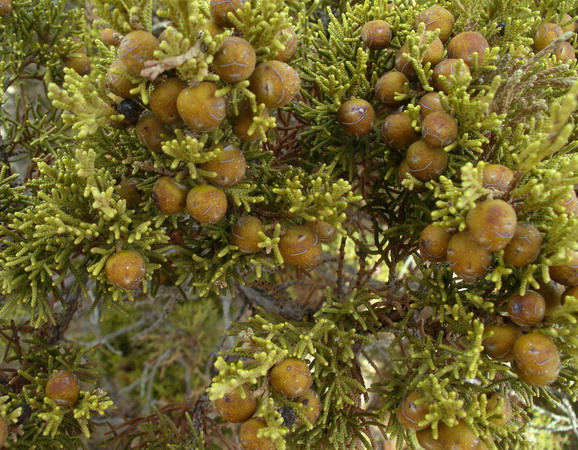 Juniperus phoenicea - Ginepro fenicio