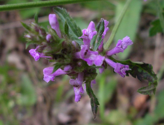 tenui piantine -Teucrium sp.e Stachys sp.