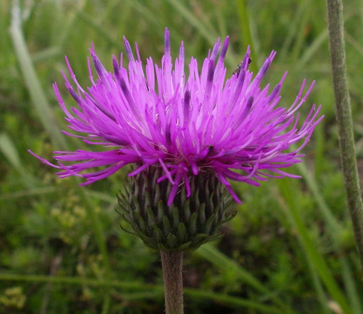 Carduus del gruppo defloratus