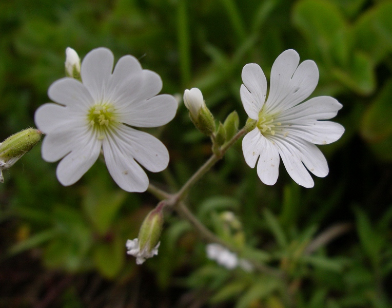 Determinazione fiori bianchi - Cerastium sp.