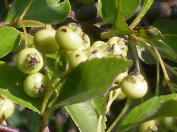 Pyracantha coccinea / Agazzino