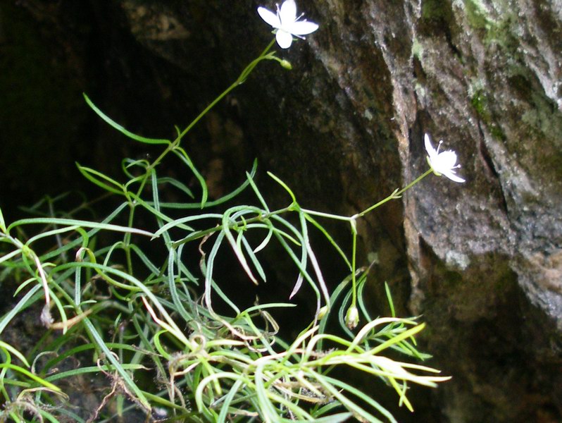 Moehringia muscosa / Erba paglina