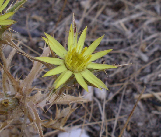 Carlina corymbosa e  Carlina racemosa