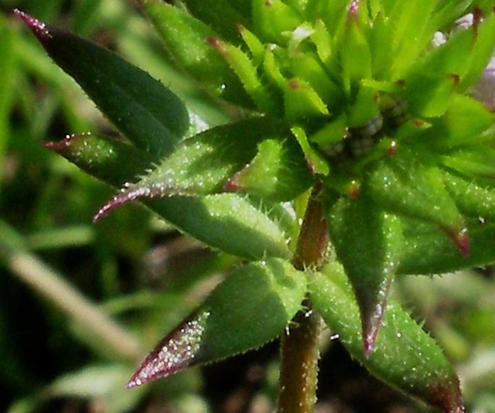 Sherardia arvensis