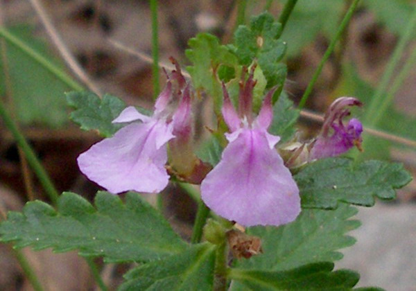 tenui piantine -Teucrium sp.e Stachys sp.