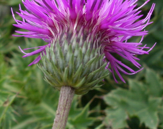 Carduus del gruppo defloratus